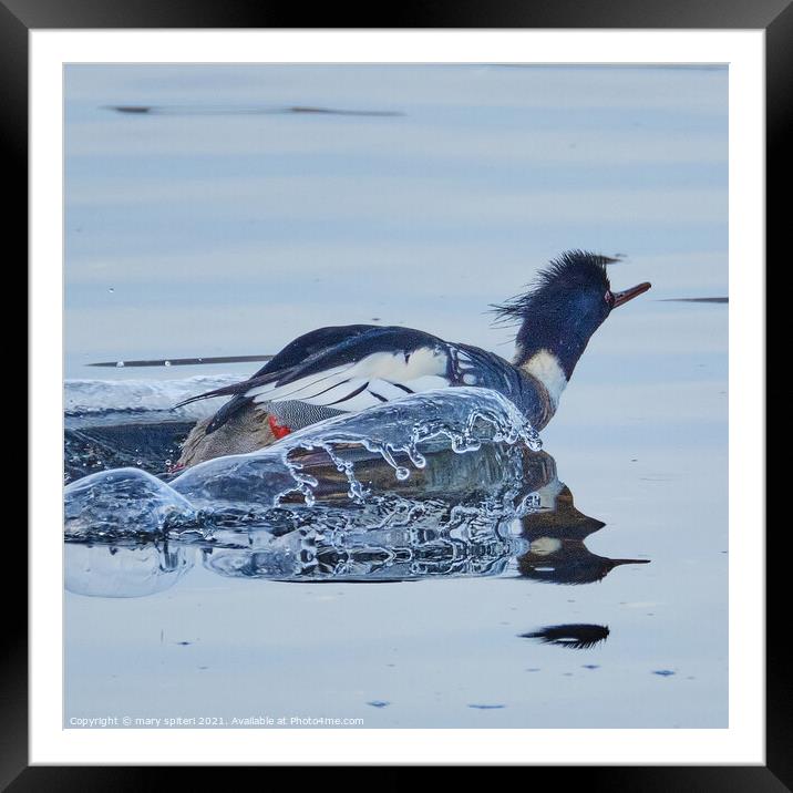 Red Breasted Merganser with the splashes of water captured looking like ice. Framed Mounted Print by mary spiteri