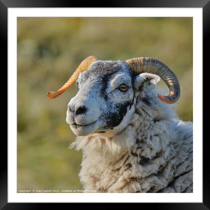A close up of a stunning ram stunning eyes Framed Mounted Print by mary spiteri