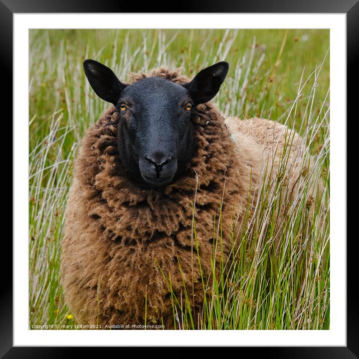 A blackfaced sheep , coffee coloured coat with golden eyes Framed Mounted Print by mary spiteri