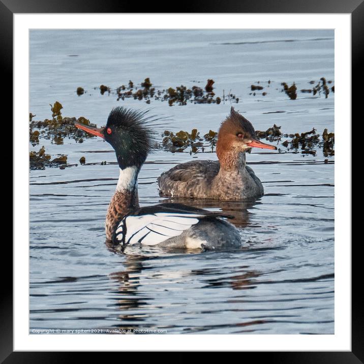 Pair of Mergansers Framed Mounted Print by mary spiteri