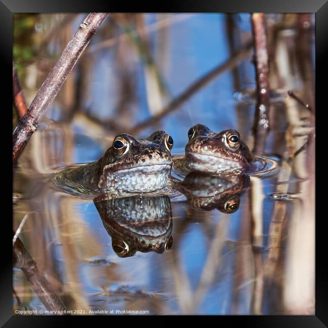 Beautiful pair of frogs with their perfect reflections Framed Print by mary spiteri
