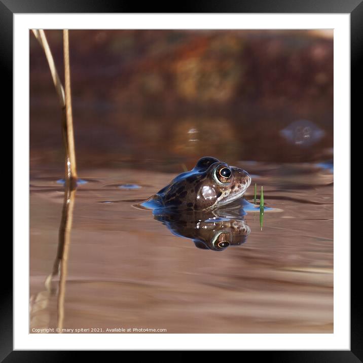 Portrait of a frog with its head peaking above the water, Framed Mounted Print by mary spiteri