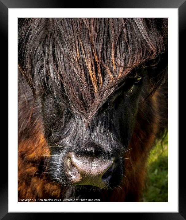 Highland cow - Black and Tan Framed Mounted Print by Don Nealon