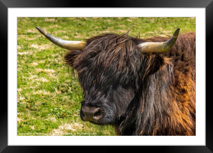 Highland cow - Black and Tan Framed Mounted Print by Don Nealon