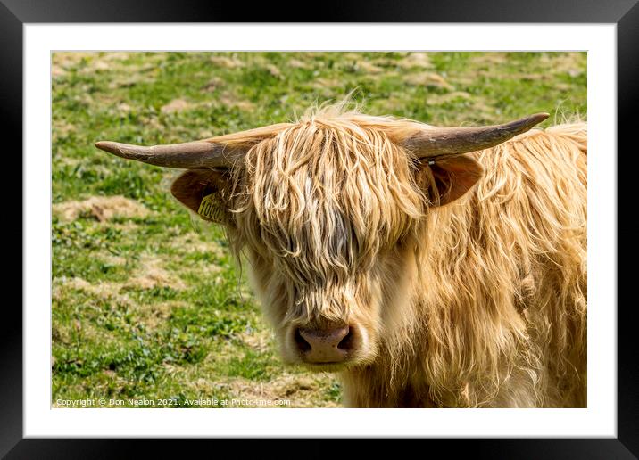 Highland cow - Blondie Framed Mounted Print by Don Nealon