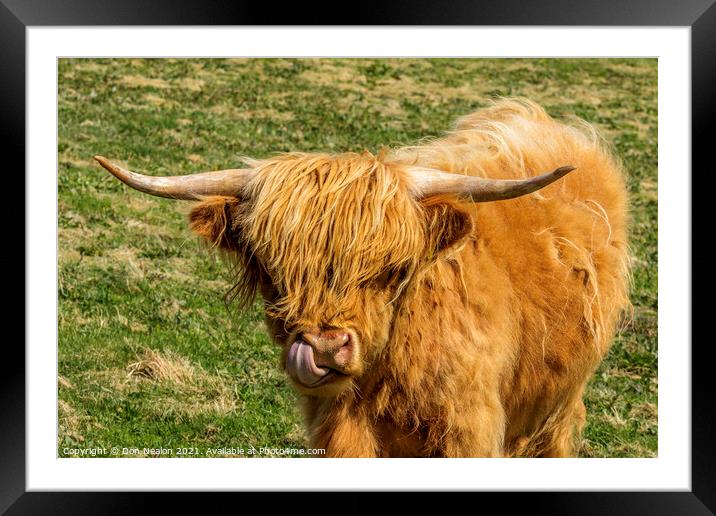 Highland cow - lick it Framed Mounted Print by Don Nealon