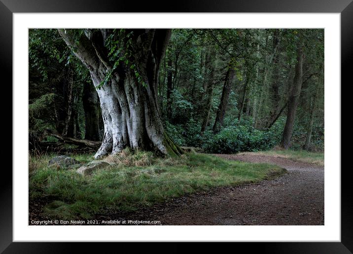 Majestic Lone Beech Tree Framed Mounted Print by Don Nealon