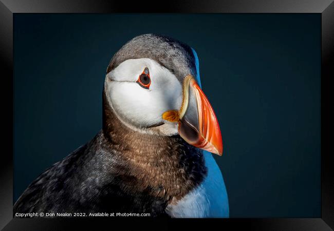 Majestic Atlantic Puffin Framed Print by Don Nealon