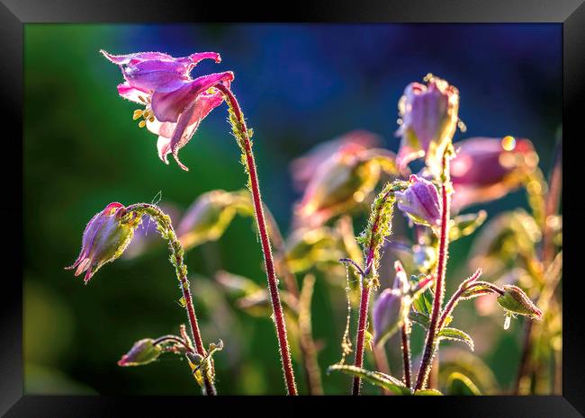 Radiant Pink Aquilegia Framed Print by Don Nealon