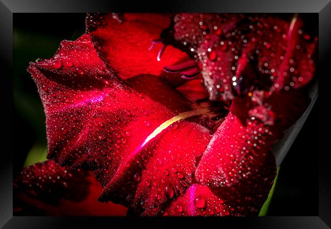 Radiant Red Gladioli after the Rain Framed Print by Don Nealon