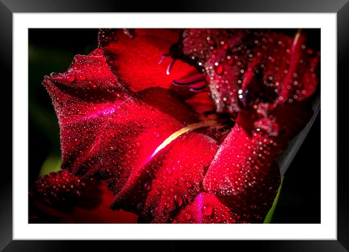 Radiant Red Gladioli after the Rain Framed Mounted Print by Don Nealon