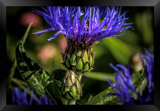 Radiant Blue Cornflower Framed Print by Don Nealon