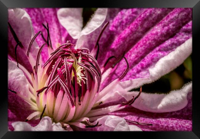 Enchanting Clematis Blossom Framed Print by Don Nealon