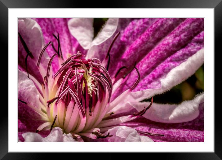 Enchanting Clematis Blossom Framed Mounted Print by Don Nealon