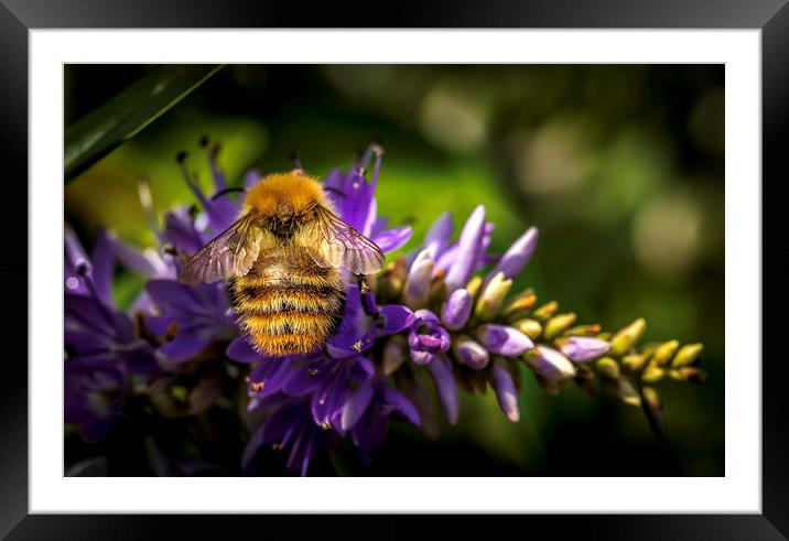 Busy Bee Framed Mounted Print by Don Nealon