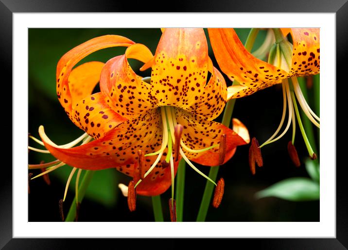 Fiery Tiger Lily Framed Mounted Print by Don Nealon