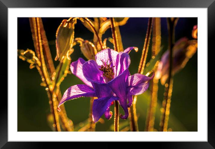 Majestic Purple Aquilegia Framed Mounted Print by Don Nealon