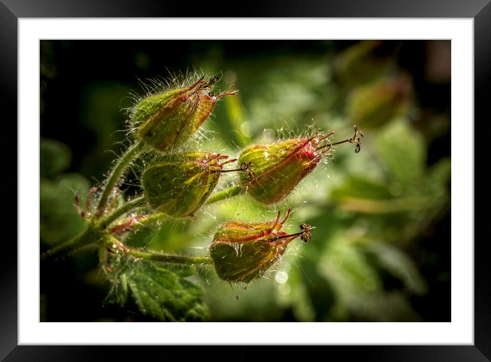Delicate Geranium Seed Head Framed Mounted Print by Don Nealon
