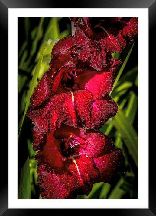 Majestic Sword Lilies Framed Mounted Print by Don Nealon