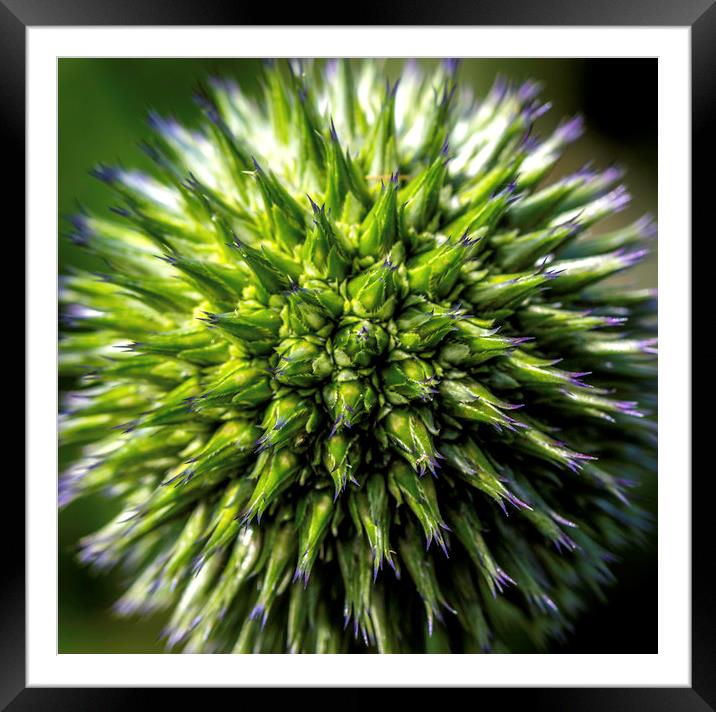 Majestic Blue Globe Thistle Framed Mounted Print by Don Nealon