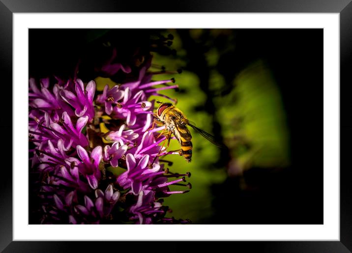Hoverfly Framed Mounted Print by Don Nealon