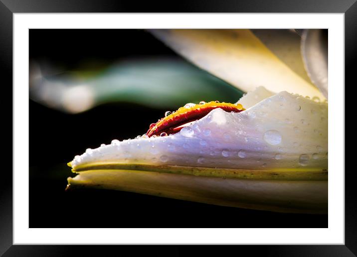 Enchanting Lily Petal Framed Mounted Print by Don Nealon