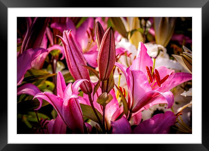 Enchanting Pink Lily Framed Mounted Print by Don Nealon