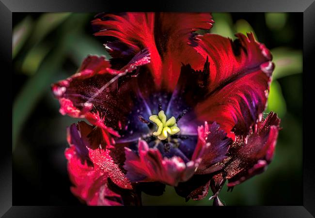 Exquisite Velvet Blossom Framed Print by Don Nealon