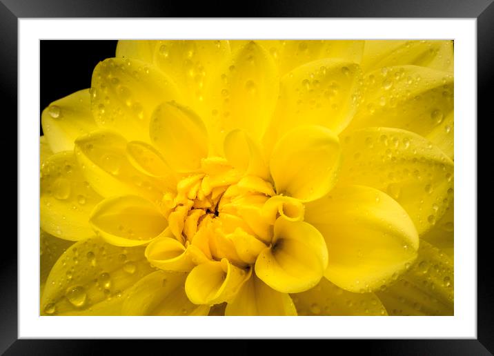 Yellow Dahlia Framed Mounted Print by Don Nealon