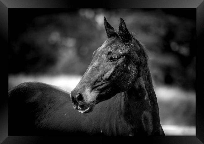 Majestic Equine Beauty Framed Print by Don Nealon