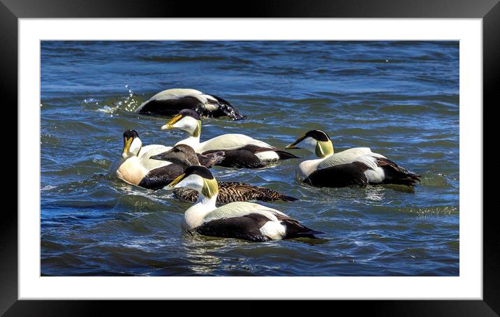 Guardian of the Eider Duck Framed Mounted Print by Don Nealon