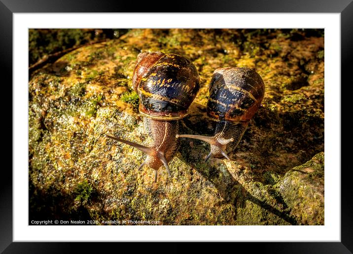 Natures Slimy Wonders Framed Mounted Print by Don Nealon
