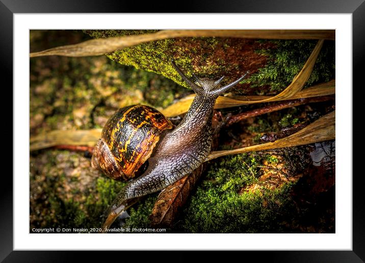 The Mighty Snail Climbs High Framed Mounted Print by Don Nealon