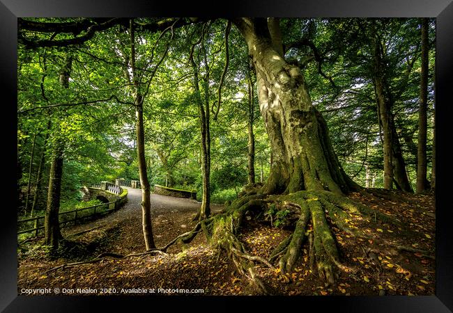Majestic Leaning Tree in Aden Country Park Framed Print by Don Nealon