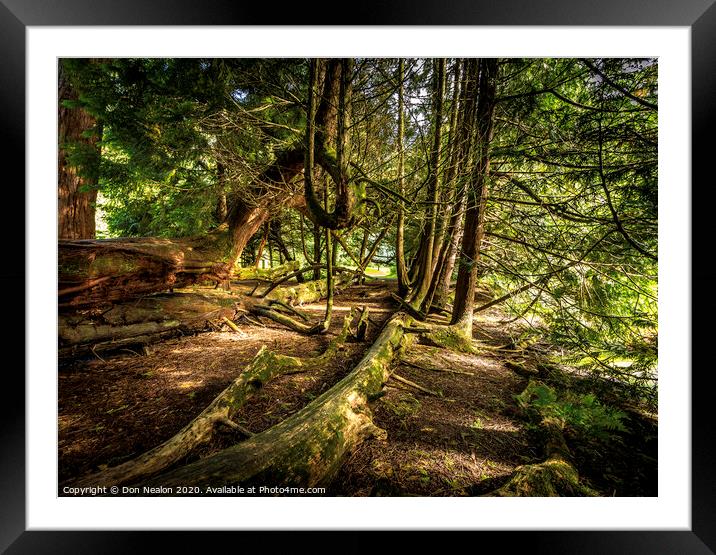 Natures Resilience Framed Mounted Print by Don Nealon