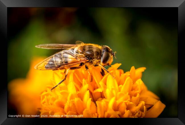 Pollinating Hoverfly Framed Print by Don Nealon