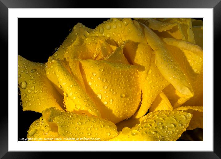 Sunkissed Rose Framed Mounted Print by Don Nealon