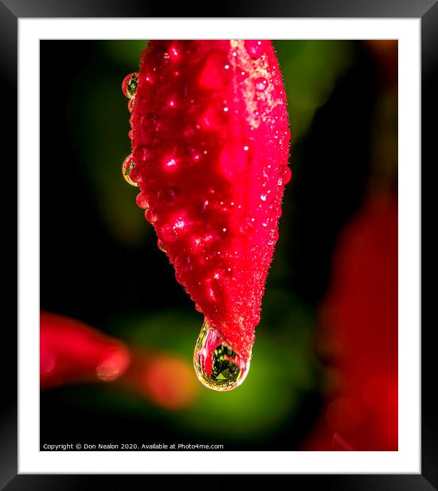 The Beguiling Fuchsia Bud Framed Mounted Print by Don Nealon