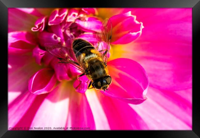 Vibrant Pink Dahlia and Hoverfly Framed Print by Don Nealon