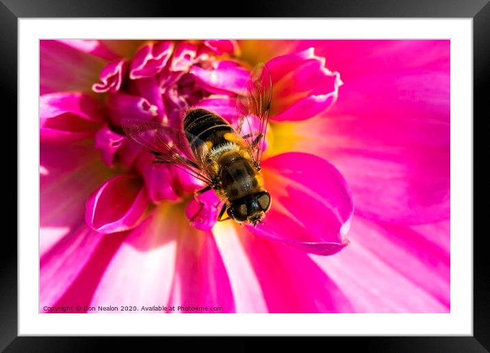 Vibrant Pink Dahlia and Hoverfly Framed Mounted Print by Don Nealon