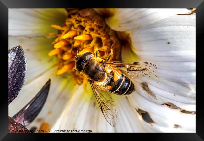 Delicate Pollinator in Action Framed Print by Don Nealon