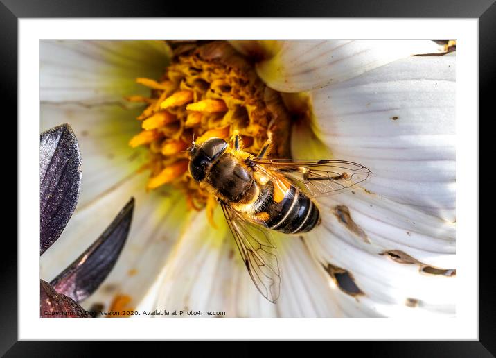 Delicate Pollinator in Action Framed Mounted Print by Don Nealon