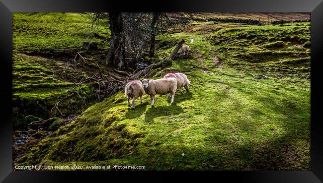 Grazing sheep Framed Print by Don Nealon