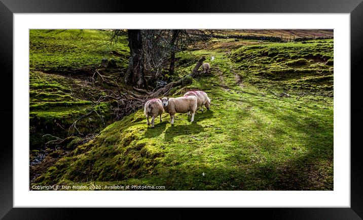 Grazing sheep Framed Mounted Print by Don Nealon