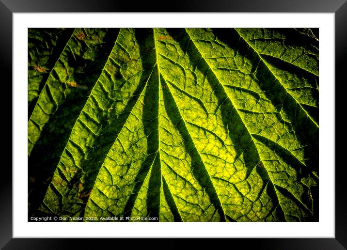 Raspberry leaf Framed Mounted Print by Don Nealon