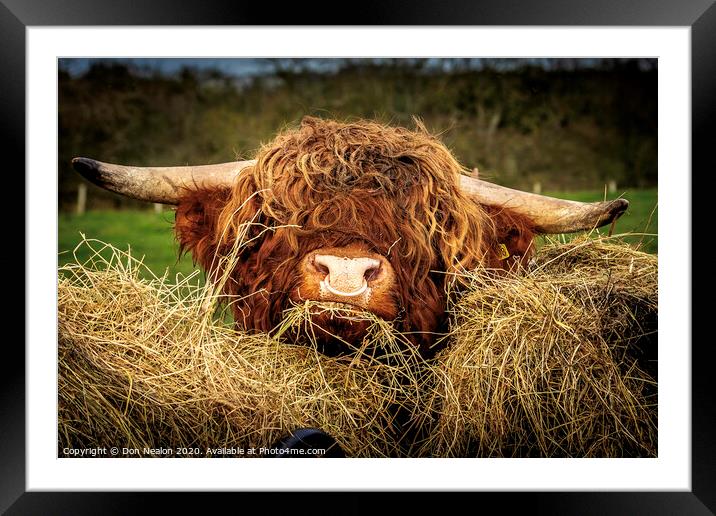 Majestic Highland Bull Grazing Framed Mounted Print by Don Nealon