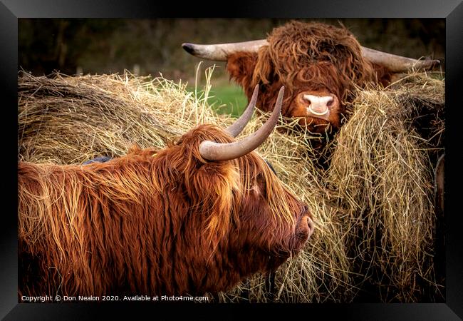 Majestic Highland Cattle Grazing Framed Print by Don Nealon