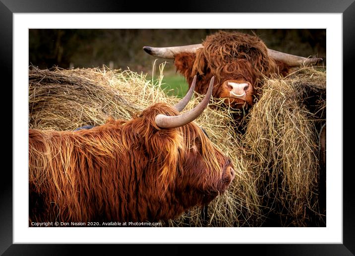 Majestic Highland Cattle Grazing Framed Mounted Print by Don Nealon