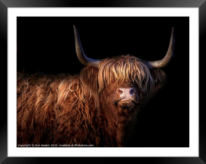 Majestic Scottish Highland Cow Framed Mounted Print by Don Nealon