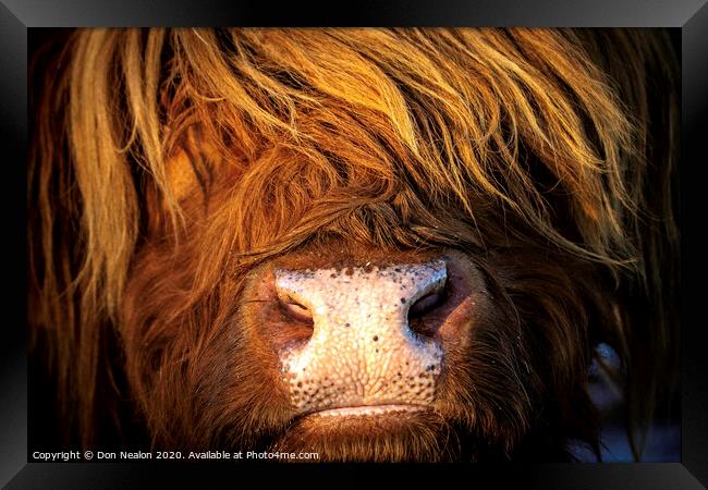 Majestic Highland Cow Framed Print by Don Nealon